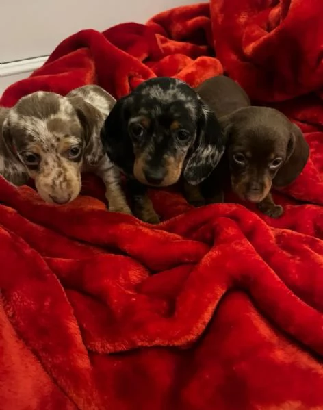 Cuccioli bassotti Kaninchen  | Foto 1