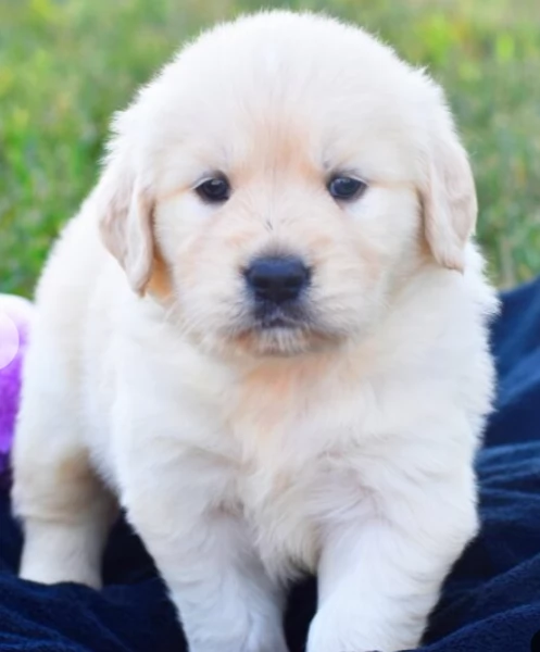 Cuccioli di Golden Retriever