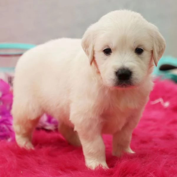 Cuccioli di Golden Retriever | Foto 0