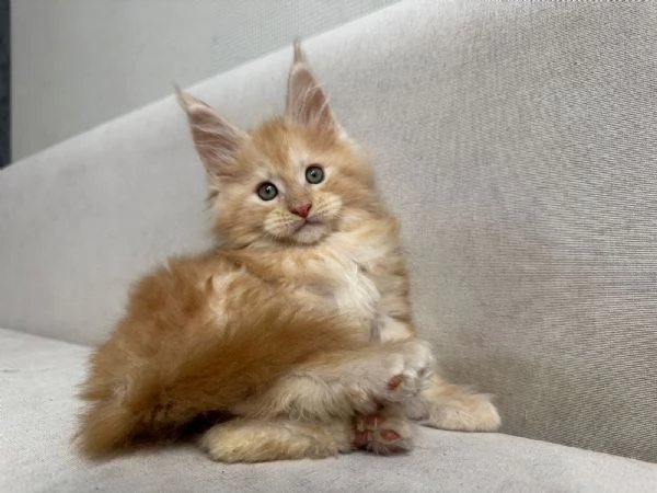 Cuccioli Maine Coon maschi e femmine