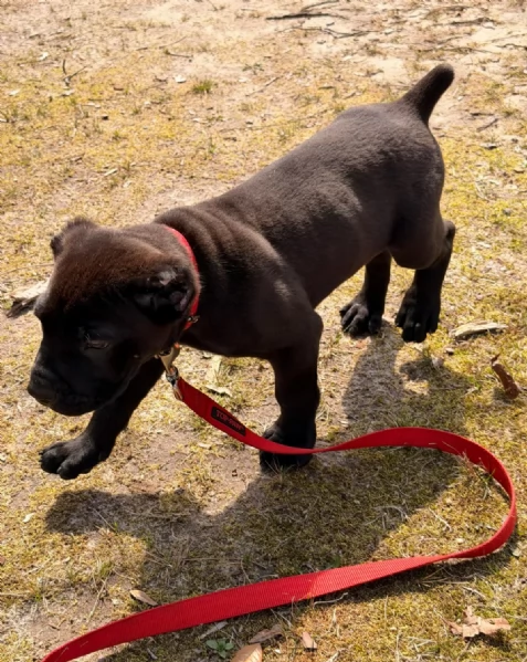 Adorabile cucciolo di Cane Corso di 10 settimane cerca una casa amorevole | Foto 4