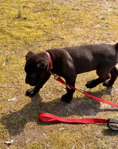 Adorabile cucciolo di Cane Corso di 10 settimane cerca una casa amorevole | Foto 2