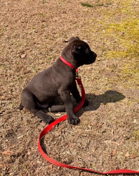 Adorabile cucciolo di Cane Corso di 10 settimane cerca una casa amorevole