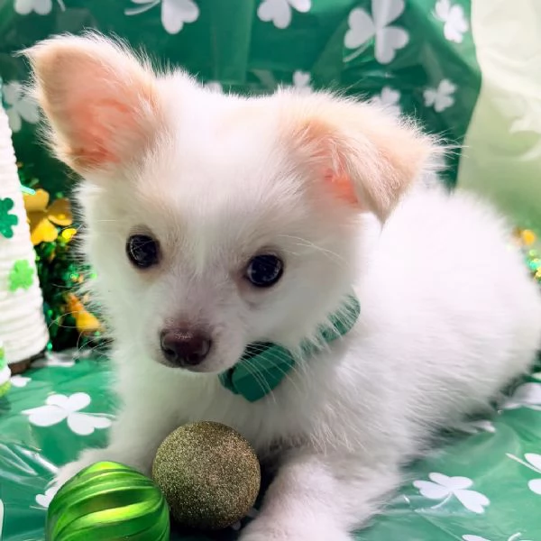  REGALO CHIHUAHUA TOY MERAVIGLIOSI  | Foto 0