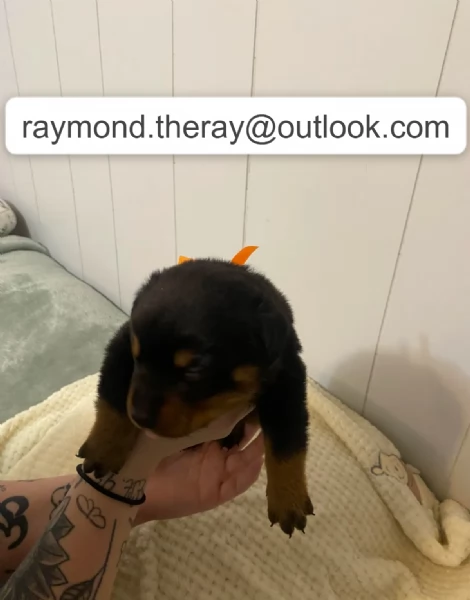 Adorabile Cucciolo Maschio di Rottweiler di 10 Settimane Cerca una Casa Amorevole per Sempre  | Foto 2