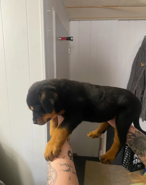 Cucciolo di Rottweiler Maschio 10 Settimane  Cerca una Famiglia Speciale per la Vita  | Foto 4