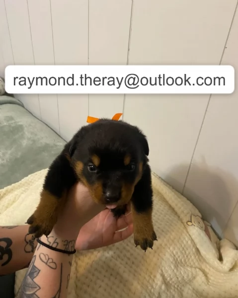 Cucciolo di Rottweiler Maschio 10 Settimane  Cerca una Famiglia Speciale per la Vita  | Foto 3