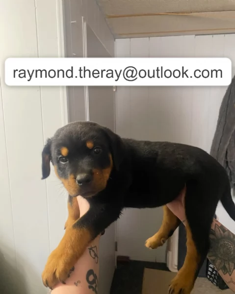 Cucciolo di Rottweiler Maschio 10 Settimane  Cerca una Famiglia Speciale per la Vita  | Foto 0
