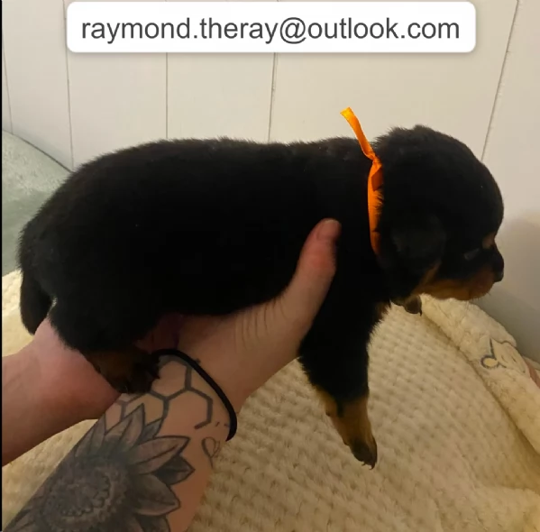 Cucciolo di Rottweiler Maschio 10 Settimane  Cerca una Famiglia Speciale per la Vita 