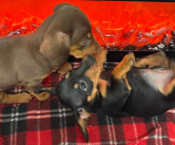  Cuccioli di bassotto nano | Foto 1