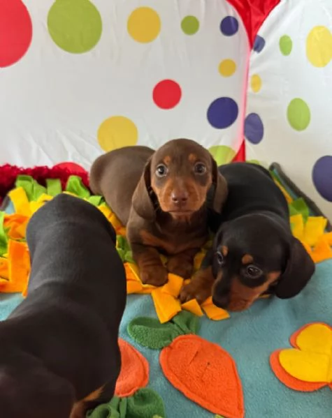 Cuccioli di bassotto nano | Foto 4