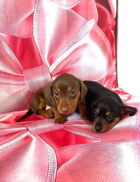 Cuccioli di bassotto nano | Foto 1