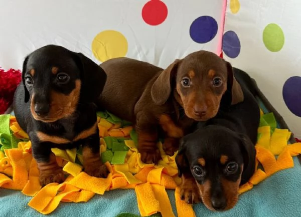 Cuccioli di bassotto nano | Foto 3