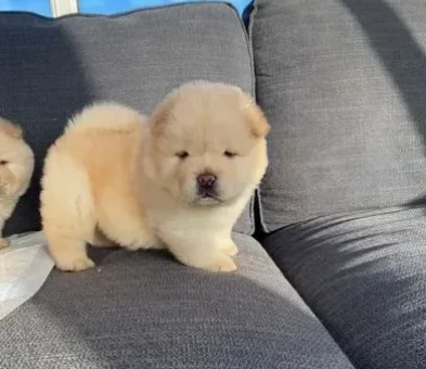 Fantastici cuccioli di chow chow
