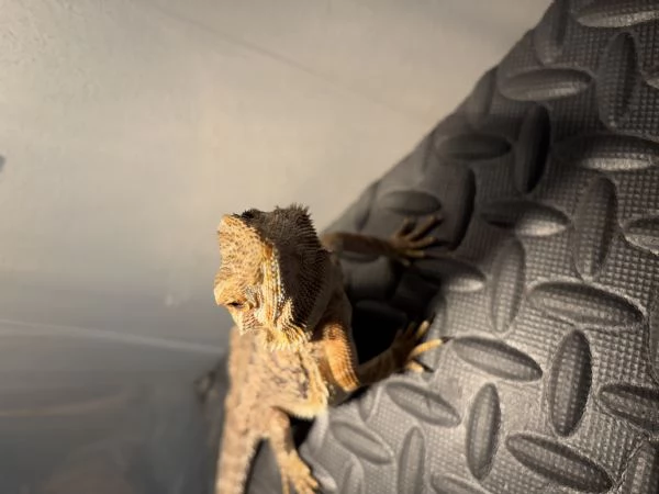 Drago Barbuto | Foto 4