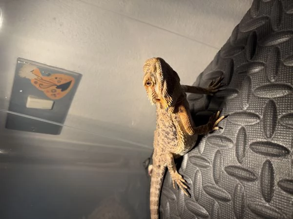 Drago Barbuto | Foto 3