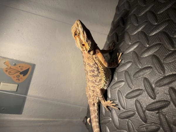 Drago Barbuto | Foto 2