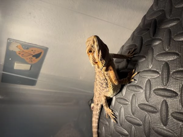 Drago Barbuto | Foto 1