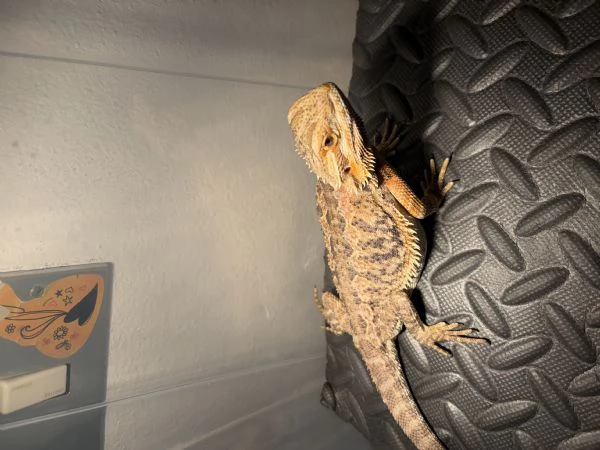 Drago Barbuto | Foto 0