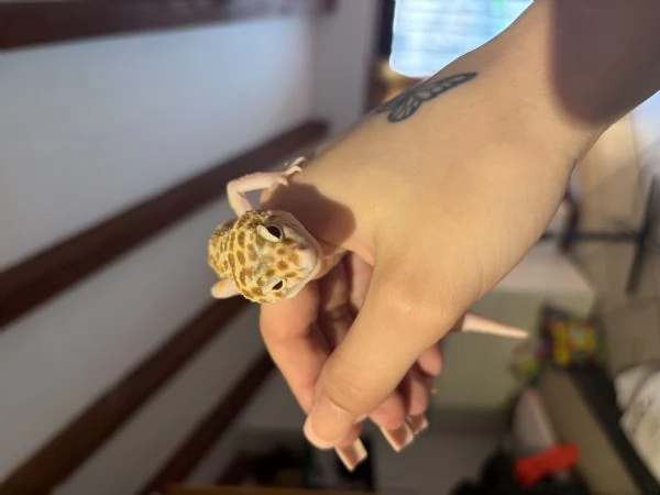 Geco Leopardino | Foto 4