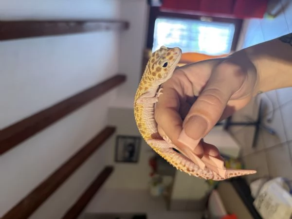Geco Leopardino | Foto 3