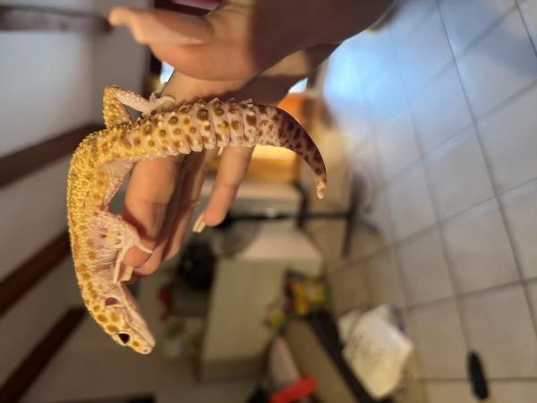 Geco Leopardino | Foto 2