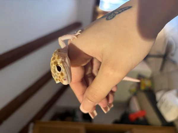 Geco Leopardino | Foto 1