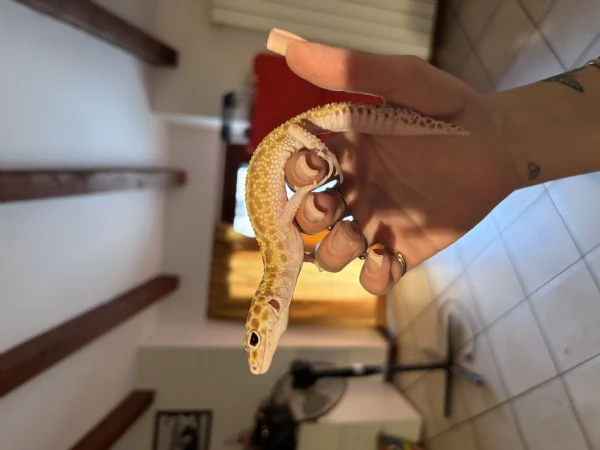 Geco Leopardino