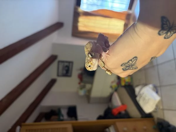 Geco Leopardino | Foto 0