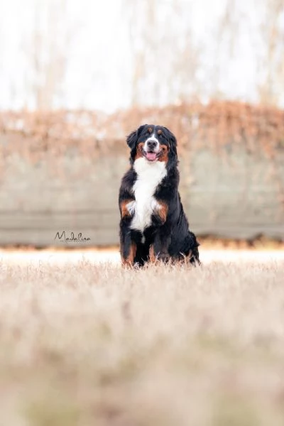Cuccioli di bovari del bernese | Foto 1
