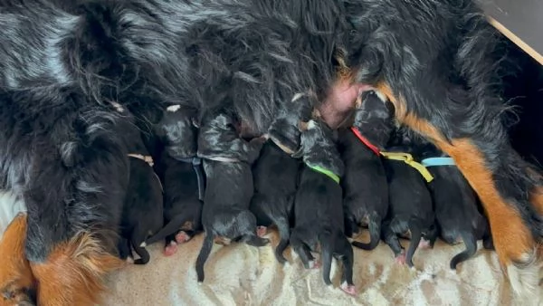 Cuccioli di bovari del bernese | Foto 0