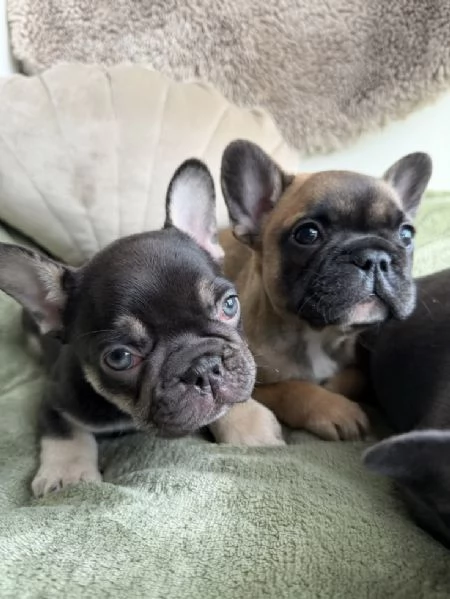 Splendidi Bulldog Francesi