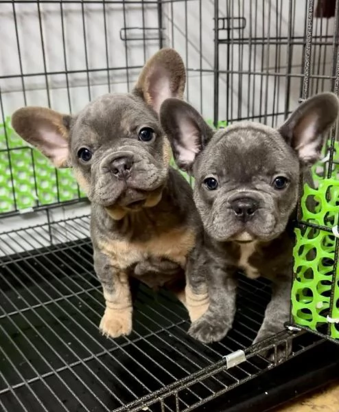 Splendidi Bulldog Francesi