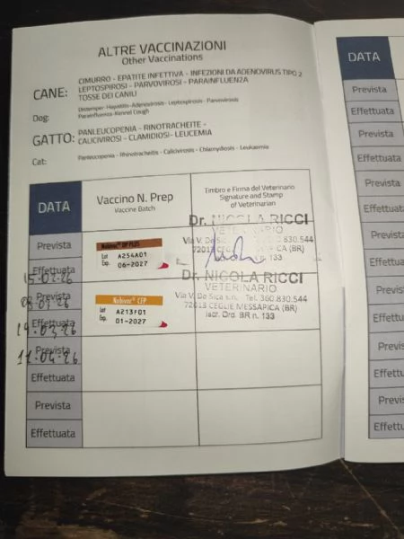 vendita cuccioli di pastore maremmano | Foto 0