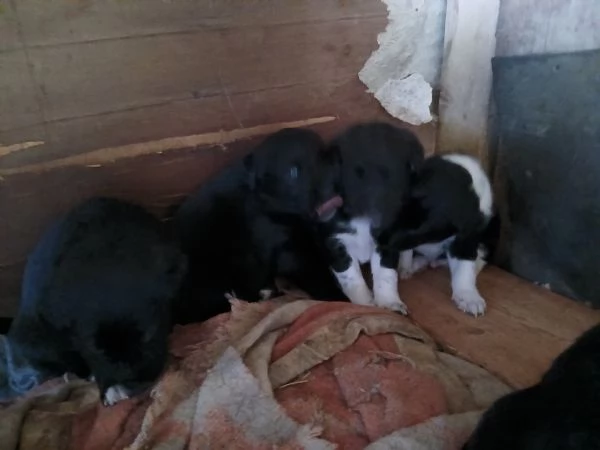 Cuccioli in regalo | Foto 1