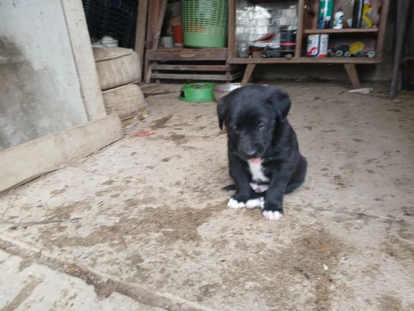 Cuccioli in regalo | Foto 0