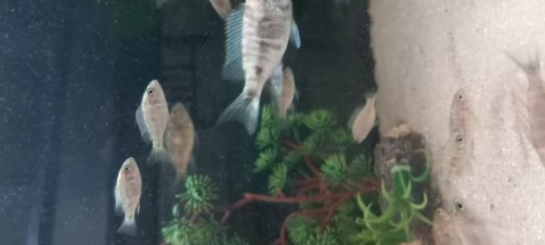 Ciclidi Africani Regalo avannotti aulonocara marmelade 