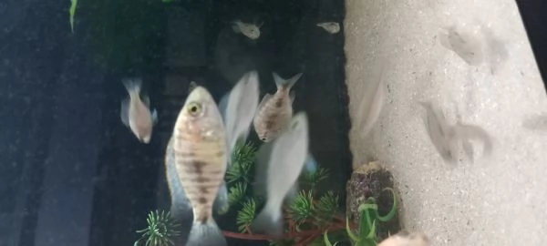 Ciclidi Africani Regalo avannotti aulonocara marmelade  | Foto 1