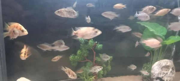 Ciclidi Africani Regalo avannotti aulonocara marmelade  | Foto 0
