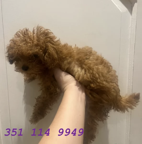 Regala un cucciolo di barboncino maschio e uno femmina | Foto 2