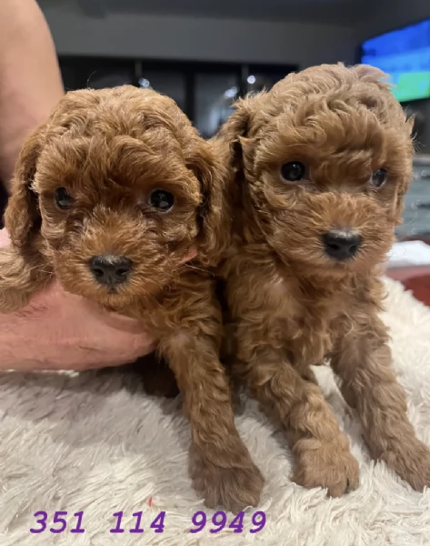 Regala un cucciolo di barboncino maschio e uno femmina