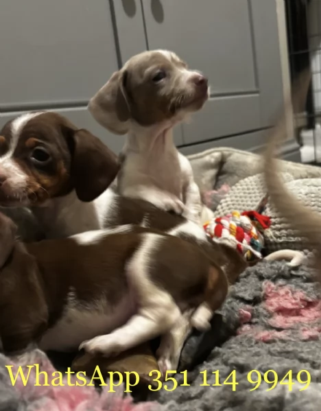  un cucciolo di Bassotto maschio e uno femmina | Foto 1