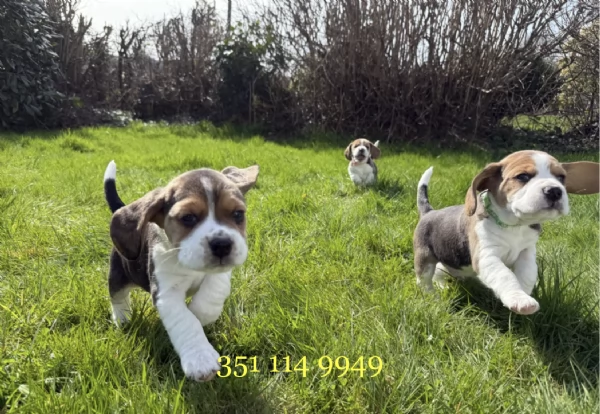 Regala un cucciolo di Beagle maschio e uno femmina | Foto 0