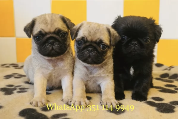 Regala un cucciolo di Carlino maschio e uno femmina