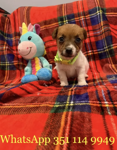 Regala un cucciolo di Jack Russel maschio e uno femmina | Foto 2