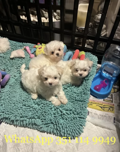Regala un cucciolo di Maltese maschio e uno femmina | Foto 0