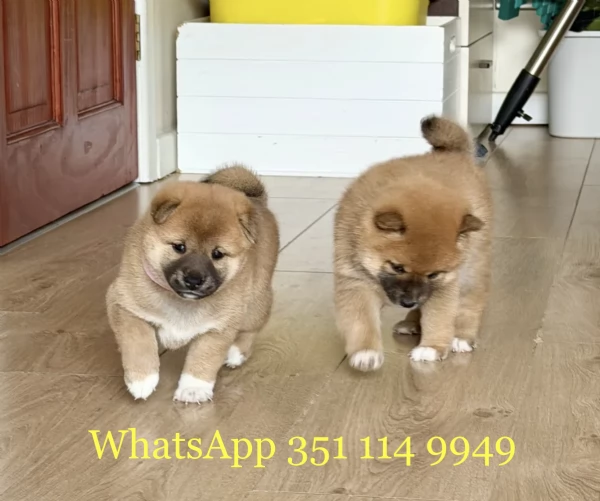 Regala un cucciolo di Shiba Inu maschio e uno femmina | Foto 0