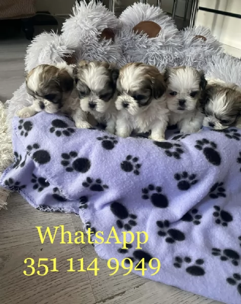 Regala un cucciolo di Shitzu maschio e uno femmina