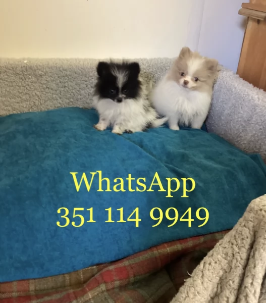 Regala un cucciolo di Volpino Pomerania maschio e uno femmina