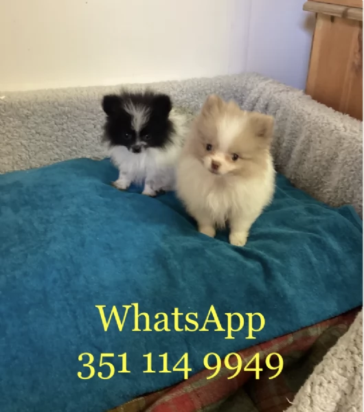 Regala un cucciolo di Volpino Pomerania maschio e uno femmina | Foto 2